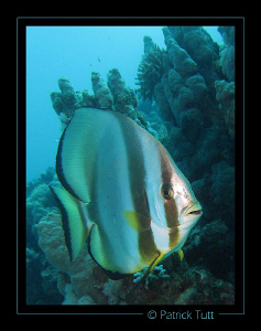 Batfish in Marsa Egla - Egypt - Canon S90 with hand torch... by Patrick Tutt 